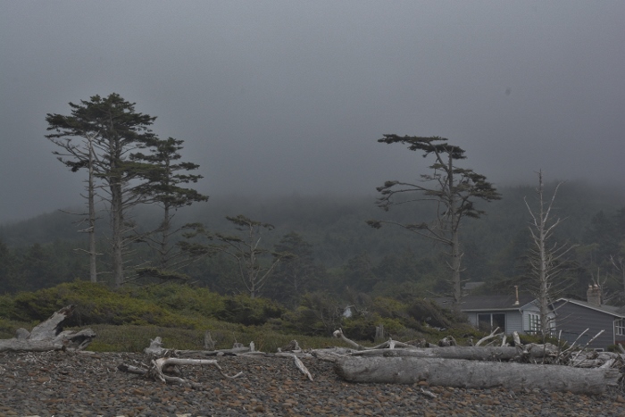 trees in fog on Meares Beach
